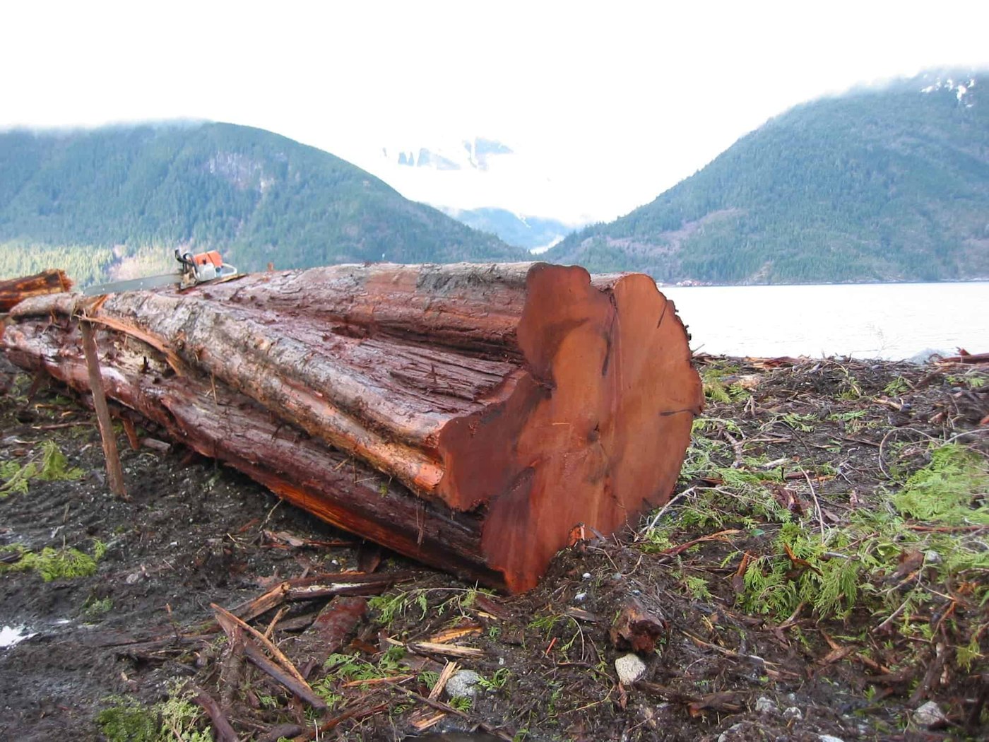 A Pioneer Log Homes craftsman's cedar log on the shore