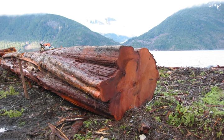 Choosing Your Logs: Species, Profiles, Grades & Construction